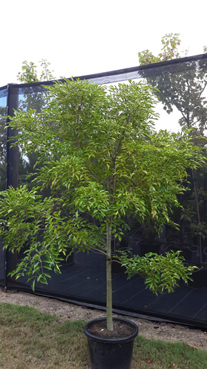 Fraxinus Ornus - Flowering Ash